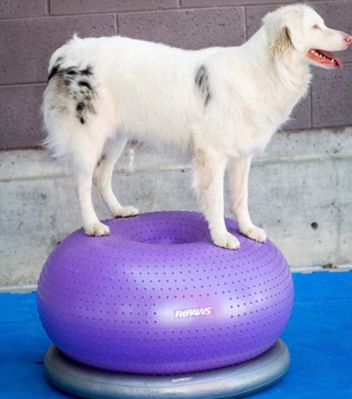 Dog on FitPaws balance disc for canine conditioning